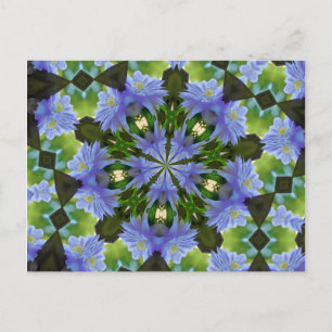 Clematis Flower Kaleidoscope Postcard