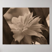 Clematis Flower Nestled On Trellis In Sepia