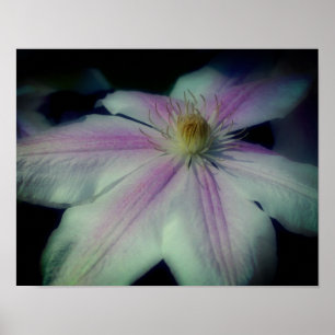Clematis Flower Petals Up Close Poster