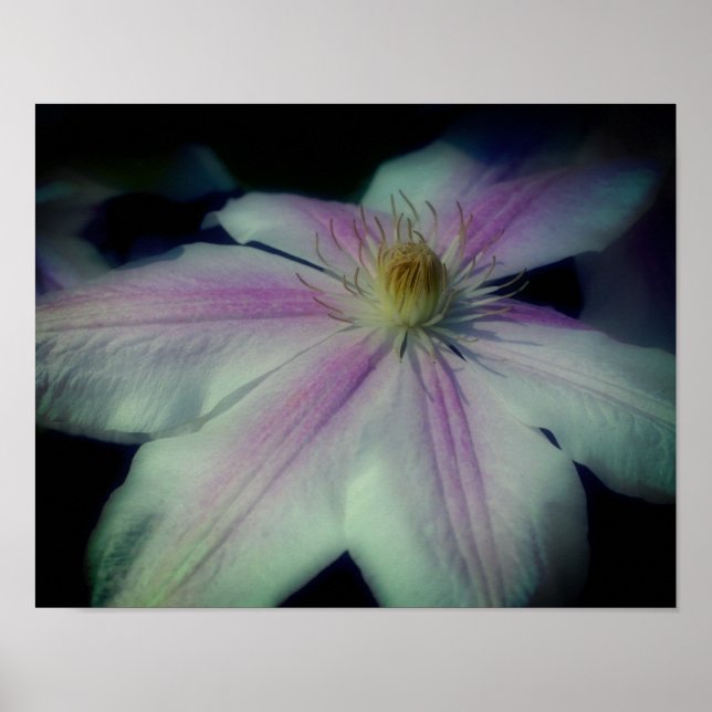Clematis Flower Petals Up Close  Poster (Front)