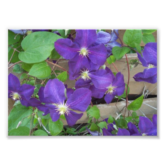 Clematis Jackmanii Superba Photo Print (Front)