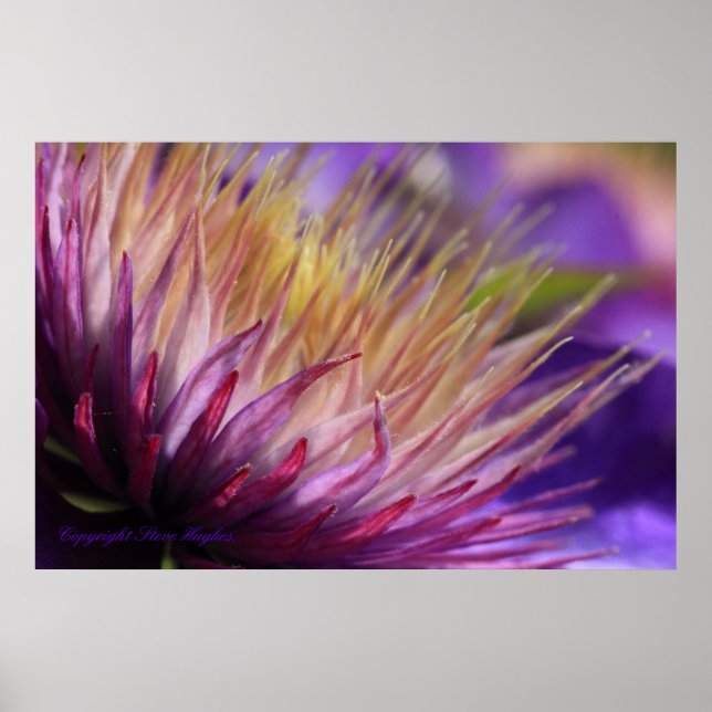 Clematis Macro Print (Front)
