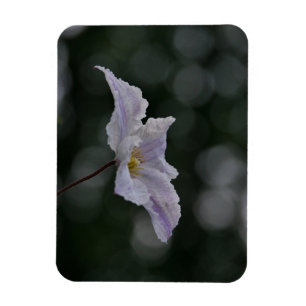 Clematis Magnet