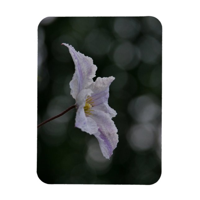 Clematis Magnet (Vertical)