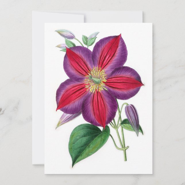 Clematis Magnifica (Front)