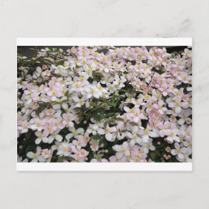 Clematis montana Mayleen Postcard