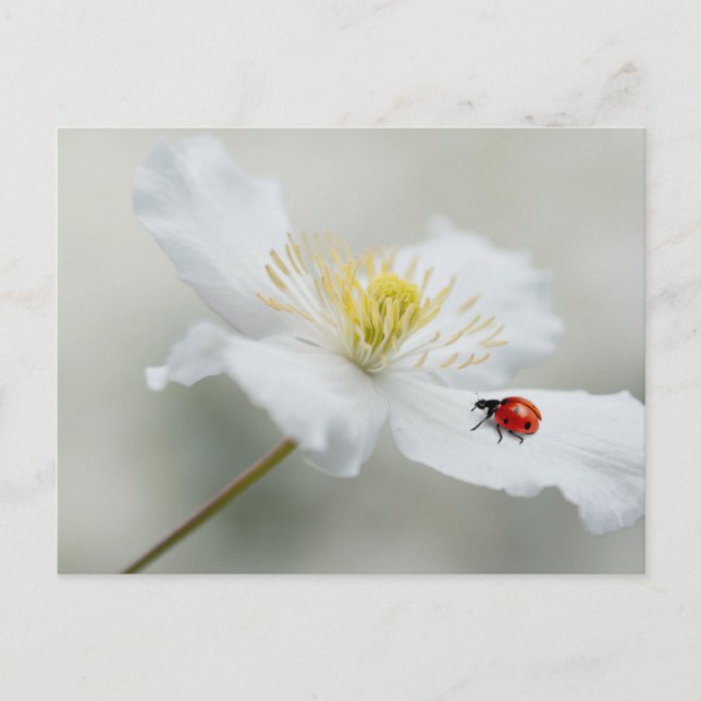 Clematis montana with ladybird postcard (Front)