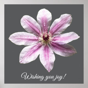 Clematis Nelly Moser Poster