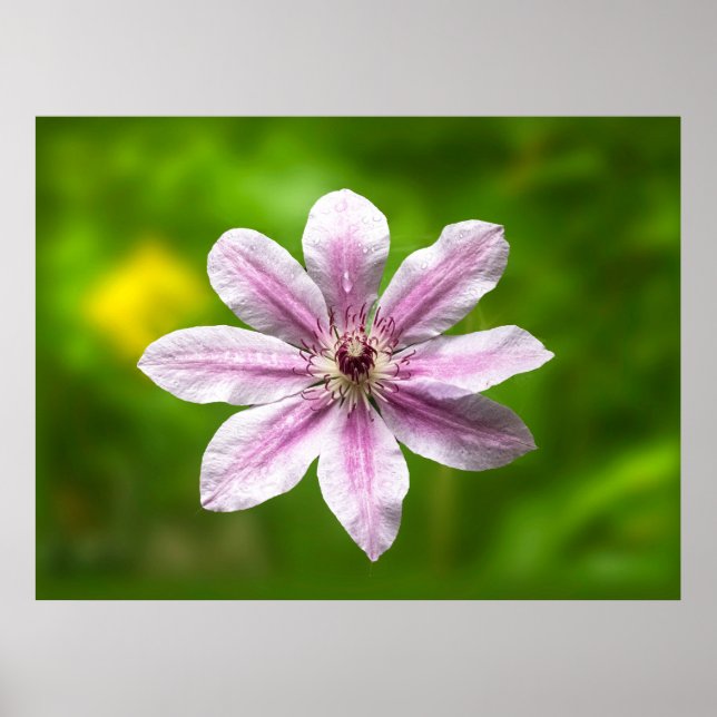 Clematis 'Nelly Moser'  Poster (Front)