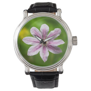 Clematis 'Nelly Moser'  Watch
