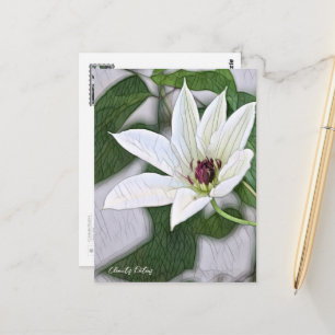 Clematis Patens Postcard