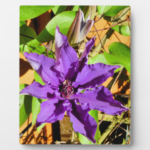 CLEMATIS PLAQUE