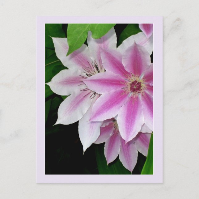 Clematis Postcard (Front)