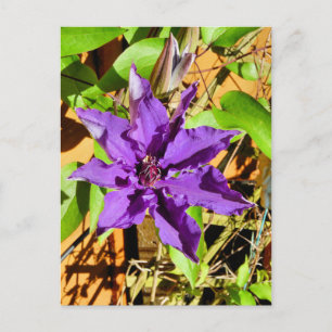 CLEMATIS POSTCARD