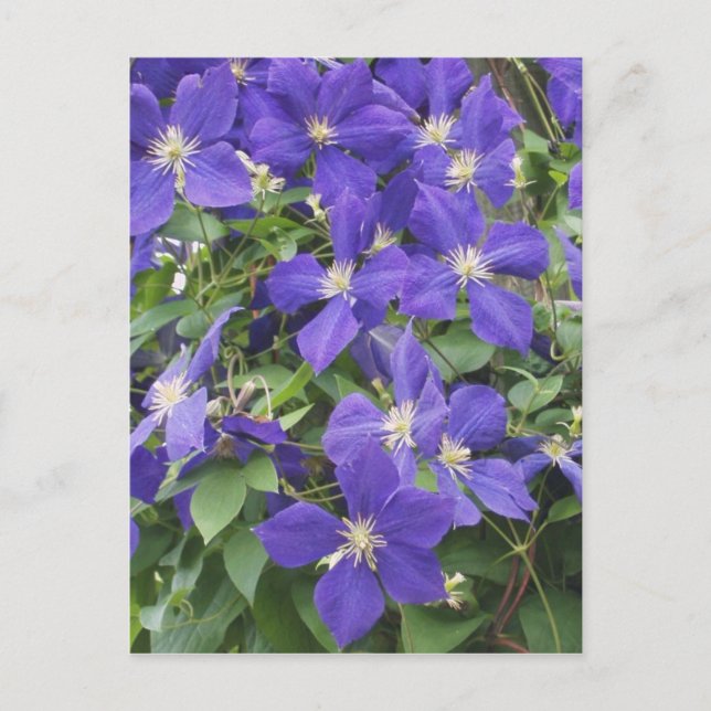clematis postcard (Front)