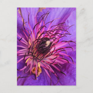 CLEMATIS POSTCARD