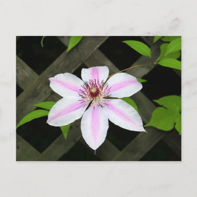 Clematis Postcard (Front)