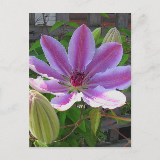 Clematis Postcard (Front)