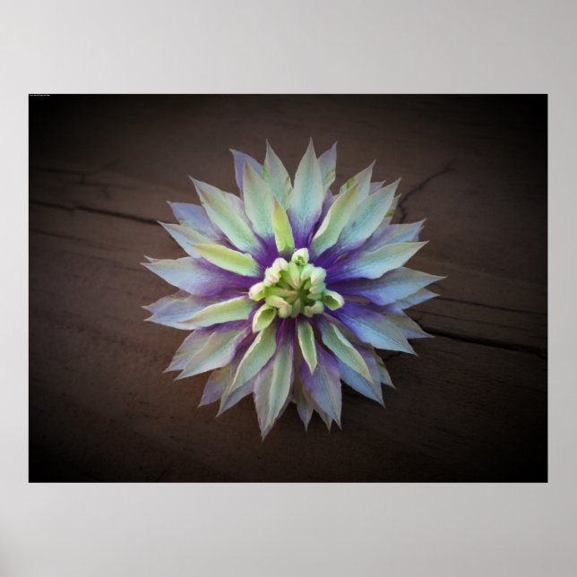 Clematis, Poster (Front)