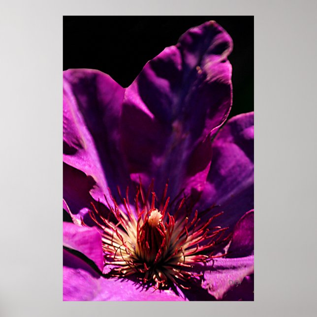 Clematis Poster (Front)