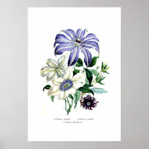 Clematis Poster