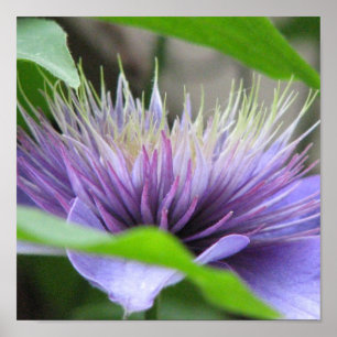 Clematis Print