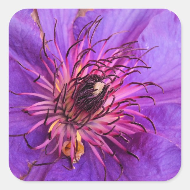 CLEMATIS SQUARE STICKER (Front)