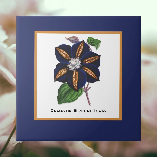 Clematis Star of India Botanical Illustration Ceramic Tile (Creator Uploaded)