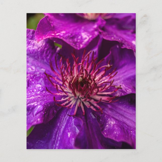 Clematis The President (Front)