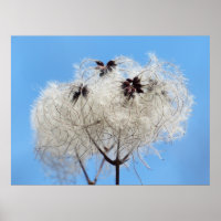 Clematis vitalba - Old Man's Beard