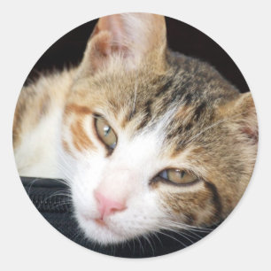 Cleo Stickers