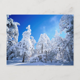 Cleveland National Forest Postcard