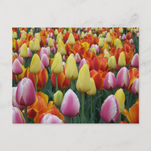 Cleveland, Ohio Postcard