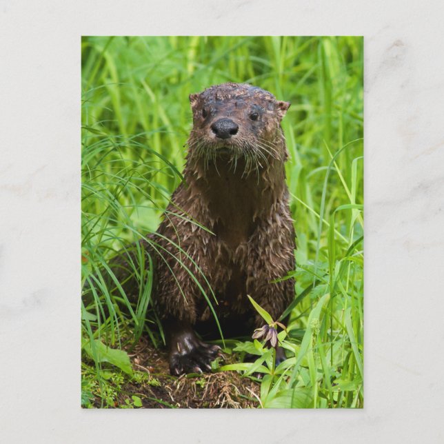 Clever River Otter Postcard (Front)