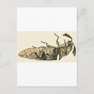 Click Beetle Postcard