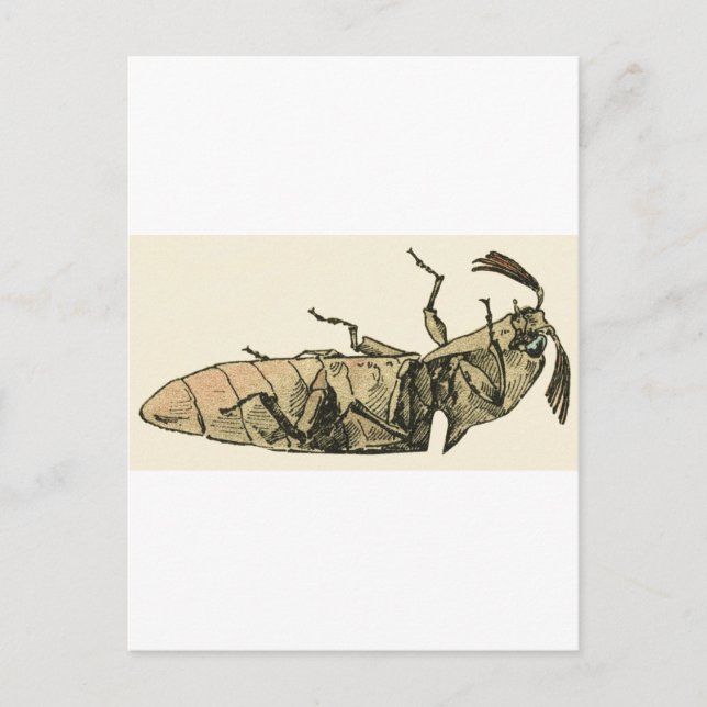 Click Beetle Postcard (Front)