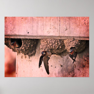 Cliff Swallows Poster