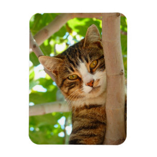 Climber cat magnet