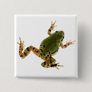 Climbing Arizona Tree Frog Photograph 15 Cm Square Badge