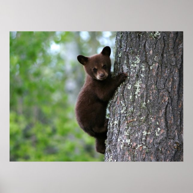 Climbing Bear Cub Poster (Front)