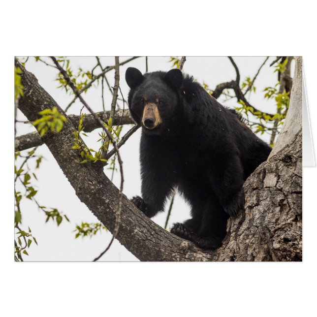 Climbing Black Bear (Front Horizontal)