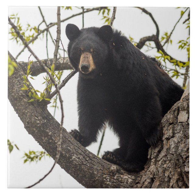 Climbing Black Bear Ceramic Tile (Front)