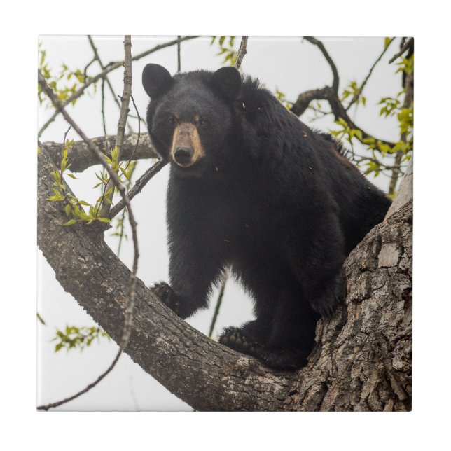Climbing Black Bear Ceramic Tile (Front)