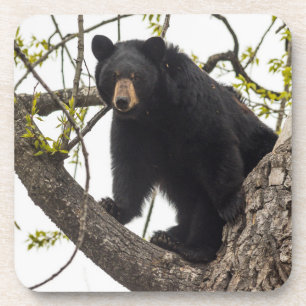 Climbing Black Bear Coaster