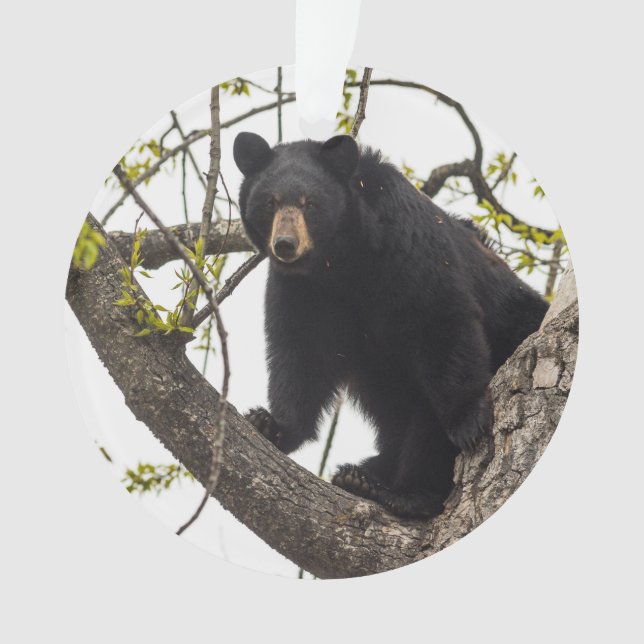 Climbing Black Bear Ornament (Front)