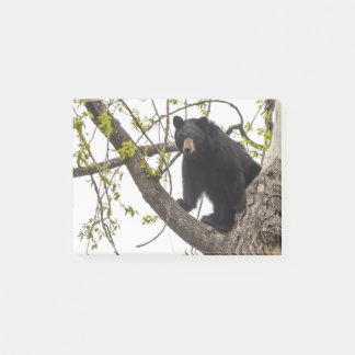 Climbing Black Bear Post-it Notes