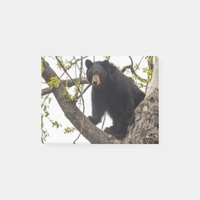 Climbing Black Bear Post-it Notes (Front)