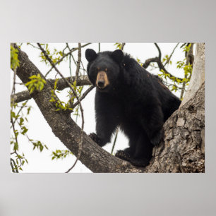 Climbing Black Bear Poster