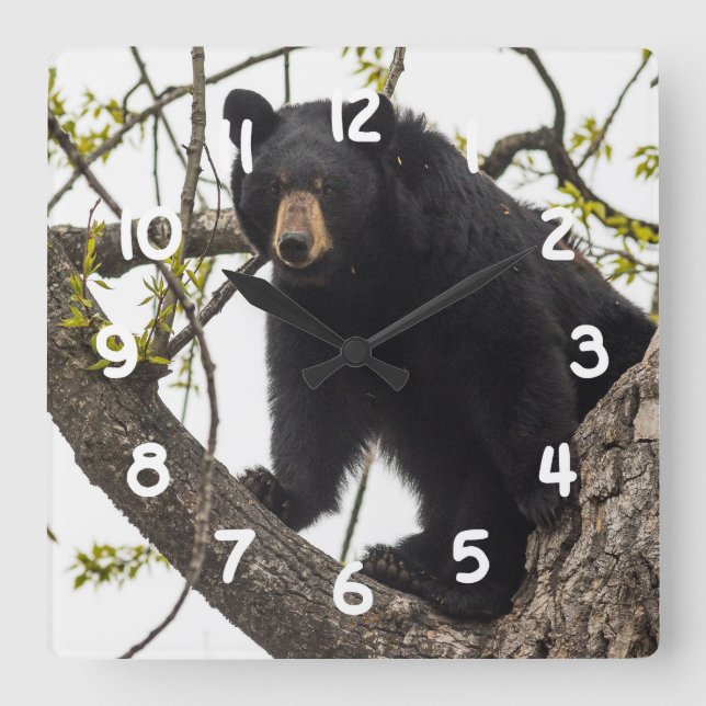 Climbing Black Bear Square Wall Clock (Front)