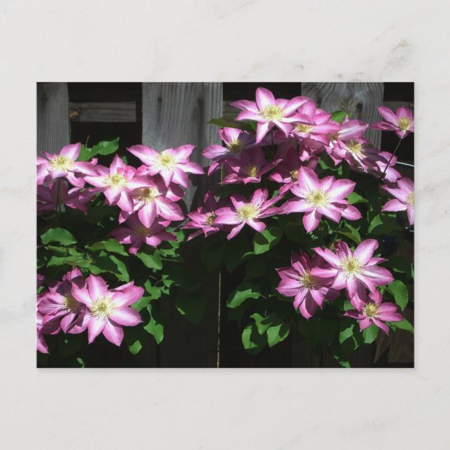 Climbing Clematis Purple Spring Flowers Postcard (Front)